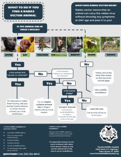 Found a Rabies Vector Species - Florida Wildlife Hospital