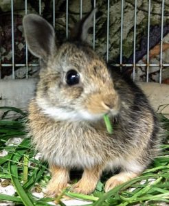 Rabbit 2
